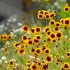 空镜头视频素材 夏季夏日黄色花朵蜜蜂 素材分享