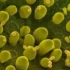 酵母菌细胞的呼吸原理与应用
