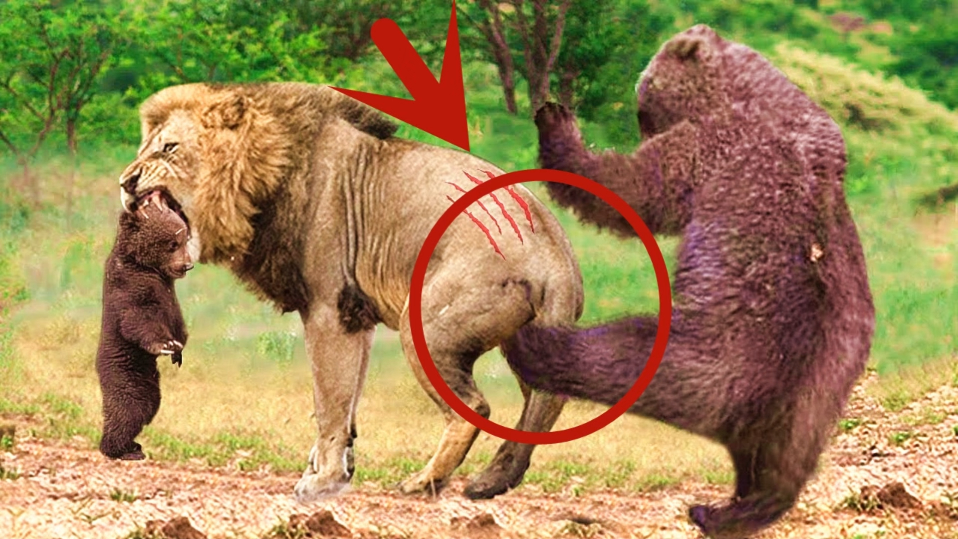 非洲狮王大战600公斤黑熊！面对强悍敌手，“草原一哥”能否夺魁