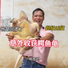 鳄鱼龟钻进地笼！小何差点被咬伤，这次地笼本金回来了