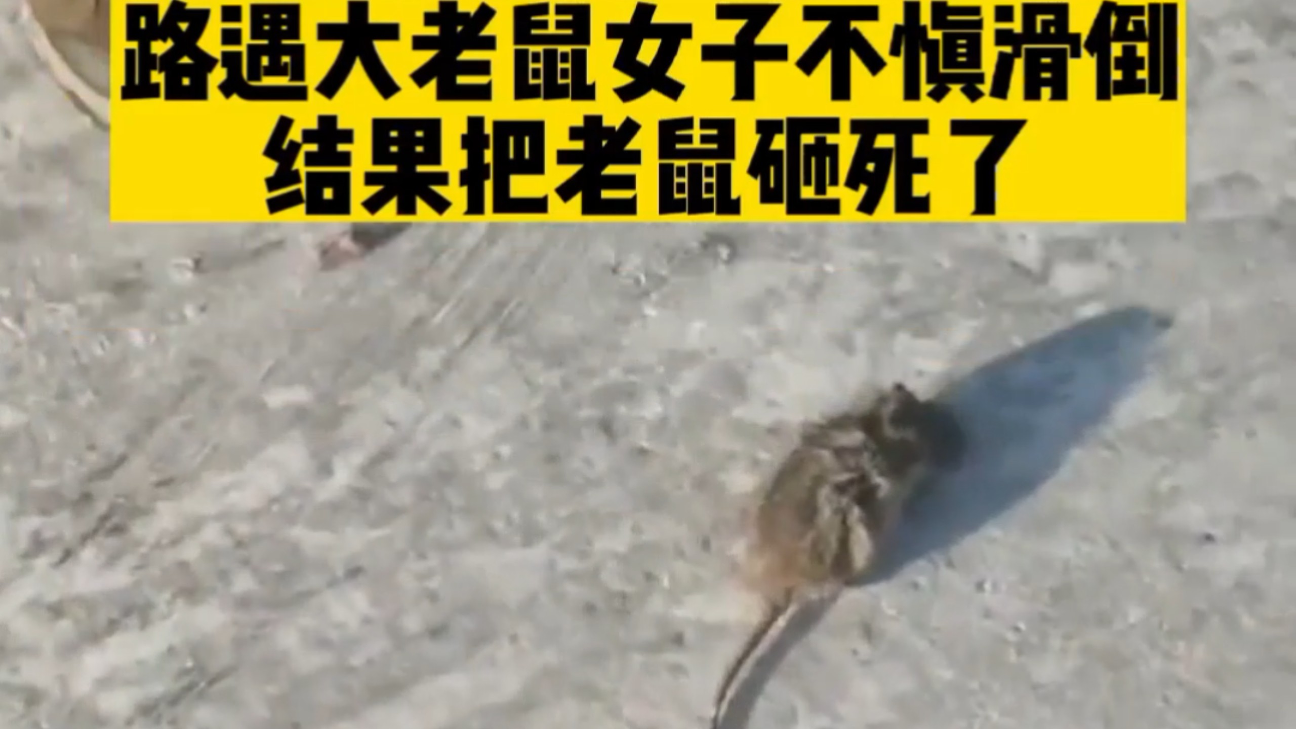《乐逝鼠片》