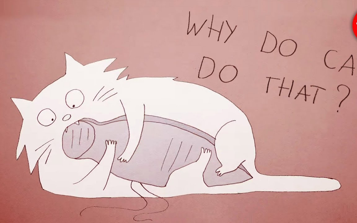 【TED科普】为什么猫的行为这么奇怪（中英字幕）