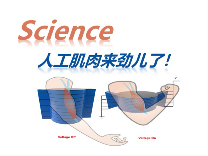 【Science】人工肌肉（莫秀）241227