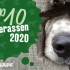 中德双语字幕 德国十大最受欢迎的狗狗品种 Top 10 Hunderassen (2020) 从头看到尾