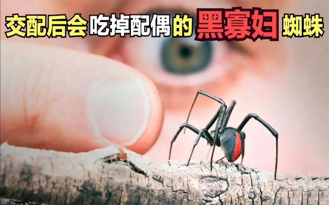雌性“黑寡妇”蜘蛛在交配后，吃掉自己的亲老公，残忍吗？