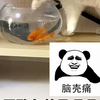 如何对付欠揍小猫咪#委屈猫