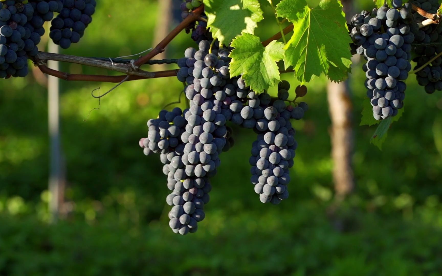 空镜头视频 葡萄植物食物酿酒 素材分享