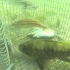 一个大铁笼里面放下了鱼饵放在海底处，并安装摄像头，记录了鱼儿进来进食的情况