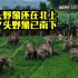 15头亚洲象还在北上 又一群17头野象南下了