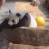 海南热带熊舜舜·要看简介啊