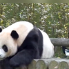 乐宝被喜鹊欺负后哭着要提前下班，第二天姜爷爷和爱宝帮乐宝出气