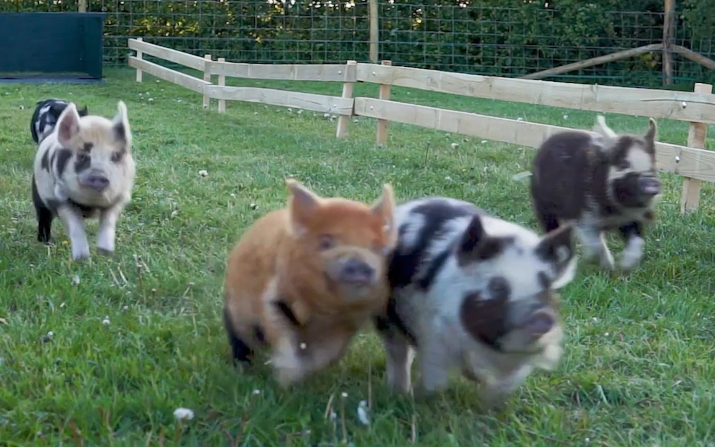 （这也能解说？！）史上最快的猪猪赛跑！！！