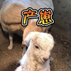 生了生了，终于生了