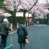 【超清日本】【东京】【步行】【2019 樱花】千鸟渊的樱花