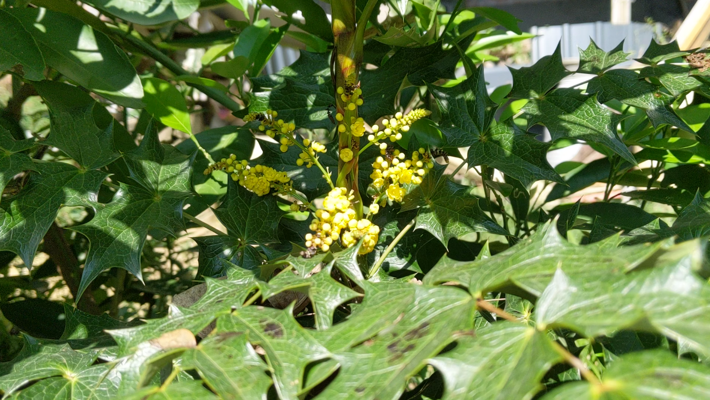 种的阔叶十大功劳开花啦,山中空镜头