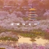 一夜之间，武汉整座城市的樱花争先盛开，给了大家小小的惊喜，我们拍遍了全城