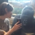 用手机给大猩猩看别的大猩猩的照片 开始大猩猩一脸不屑一顾的样子 不过最后.....