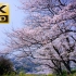 【4K日本风景】樱花盛开的季节