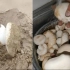 新疆特有神奇蘑菇长在沙土中，网友在线为其取名