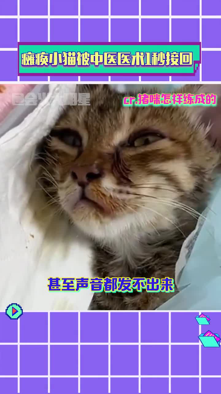 #瘫痪小猫被中医医术1秒咔吧接回 这才是中医药大学最强的招生广告吧！#感动 #正能量 #动物