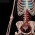 系统解剖学，脉管系统概述1