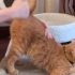 摸猫咪的屁股会发生什么？
