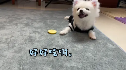 坏老妈想套路狗狗吃柠檬和年糕