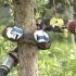 黑科技：蛇形仿生机器蛇，一个会爬树的机器人！