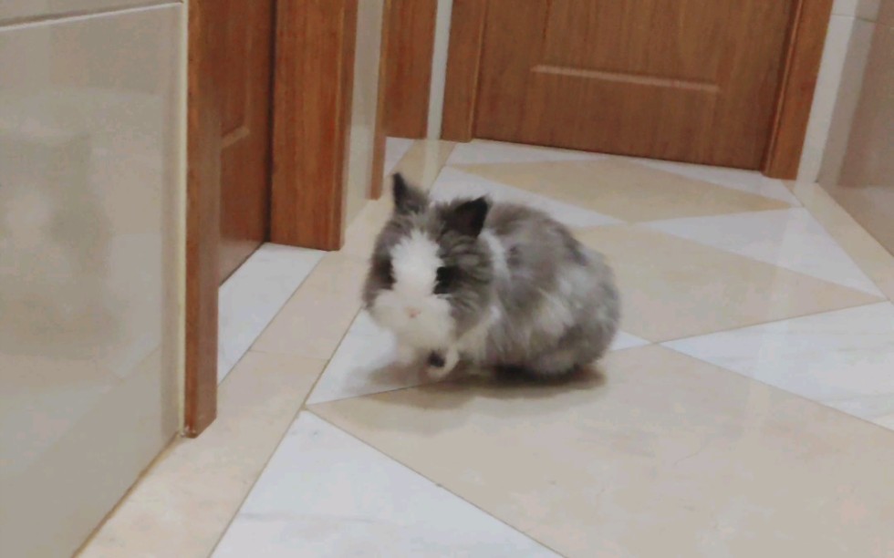 【猫猫兔】你一只兔子那么喜欢进房间干嘛？