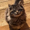 山上小狸花猫跑来爷爷家找它最好的朋友玩