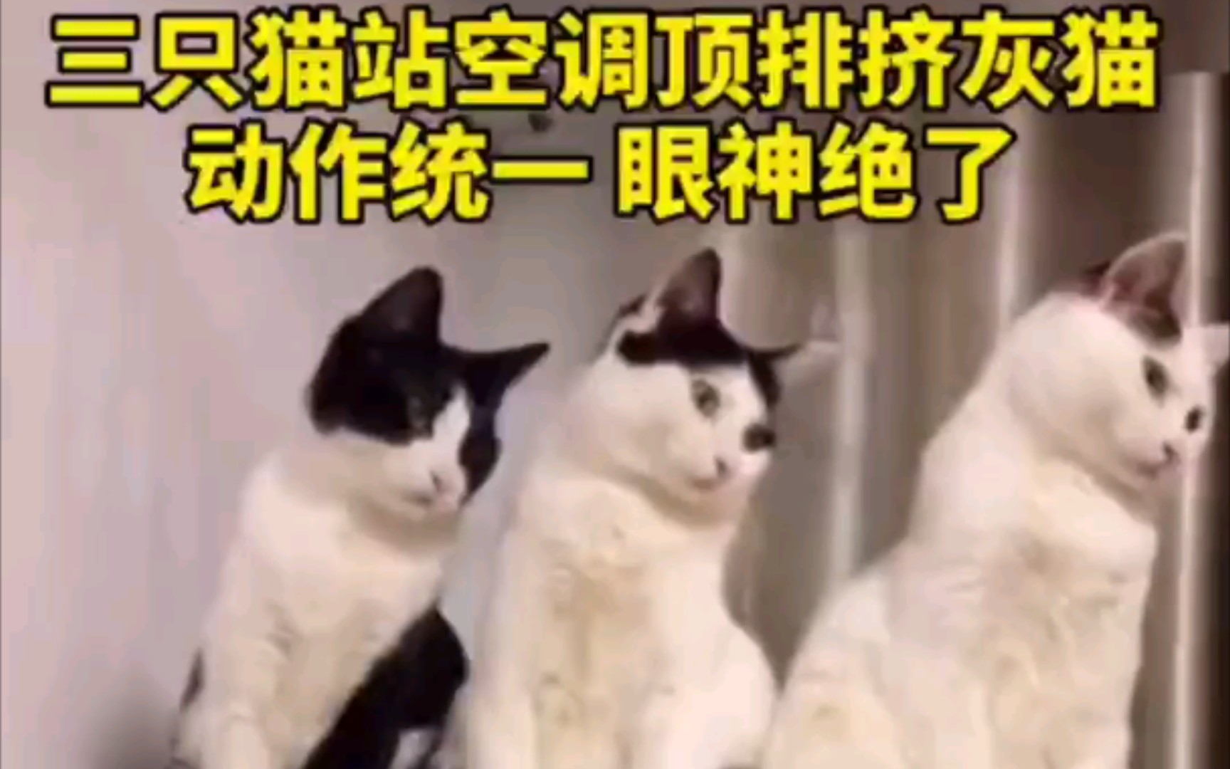 猫和老鼠诚不欺我 哔哩哔哩 つロ干杯 Bilibili