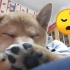 小狗勾睡眠一级棒！