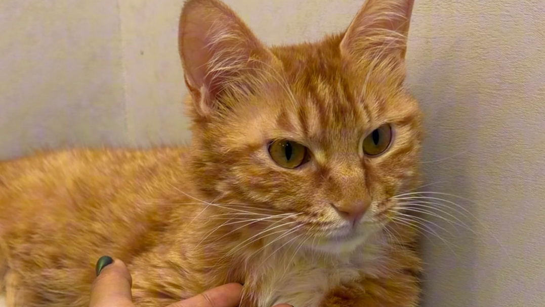 好脾气小猫生气了