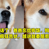 说人话了！爸爸忘给狗饭，狗子向妈妈疯狂告状，越说越委屈惹爆笑