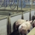 人类的食物生产流水线，却是猪的终极刑场，走进残酷猪肉加工厂