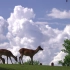 【4K】夏天的云和鹿