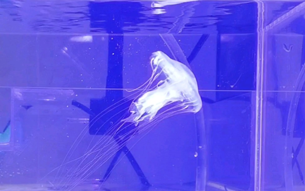 【水母】大西洋海刺水母 DIY水母缸