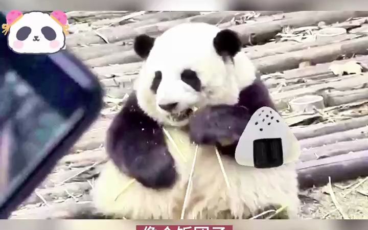 中国熊猫圈顶流女明星花花酱🌸火到日本