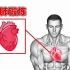 提高心肺功能最好的8个练习