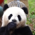 【大熊猫】蔓越煤吃笋笋~好香啊