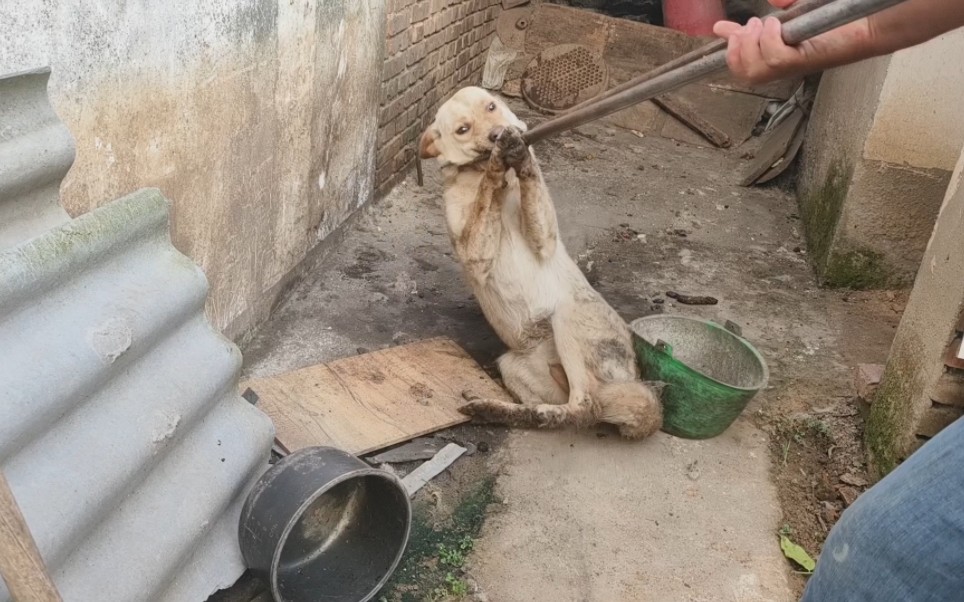 恶犬凶猛连咬两人，打电话搬来格子哥，双方对峙五六分钟才将拿下