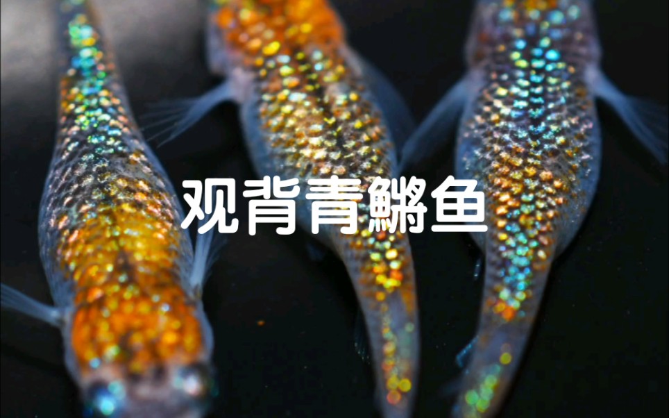 【观背青鱂】带你看看日本大佬的鱼！