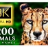 1200种动物名称和动物声音8K超高清