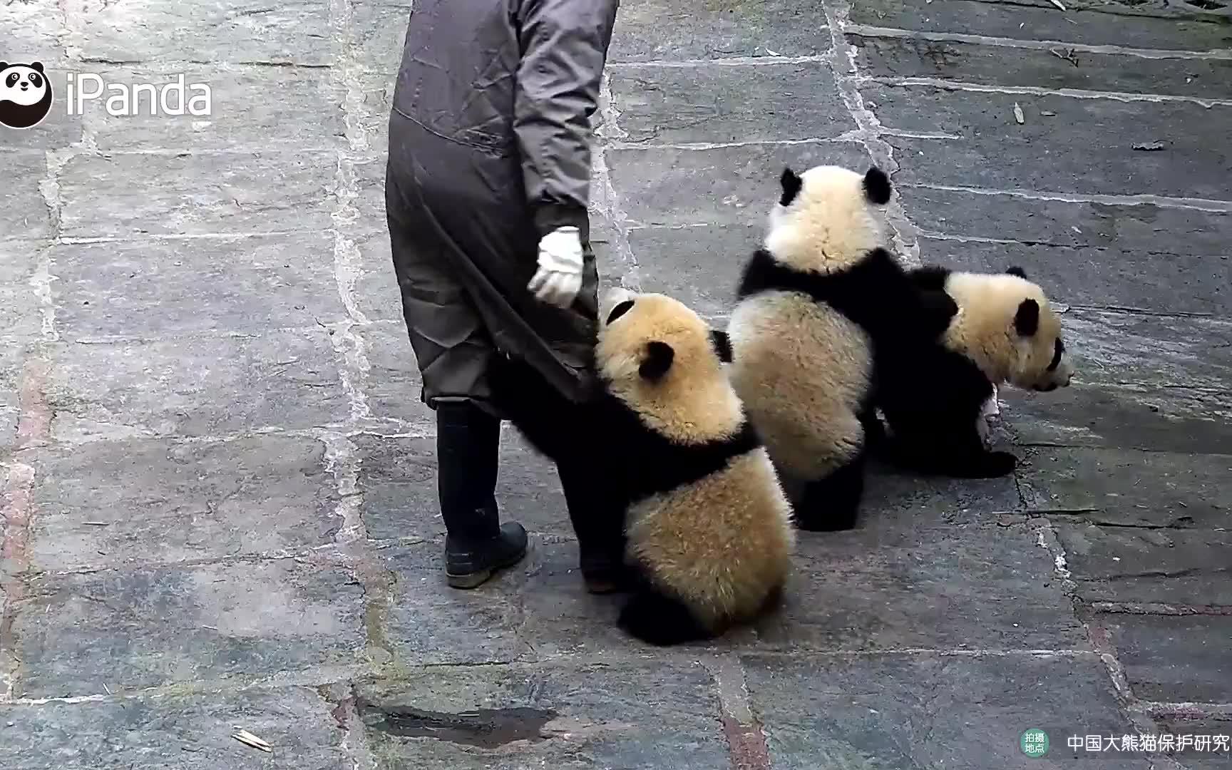 [大熊猫]滚滚们的日常宫斗