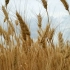 空镜头视频 稻田种子收获食物秋季秋天 素材分享