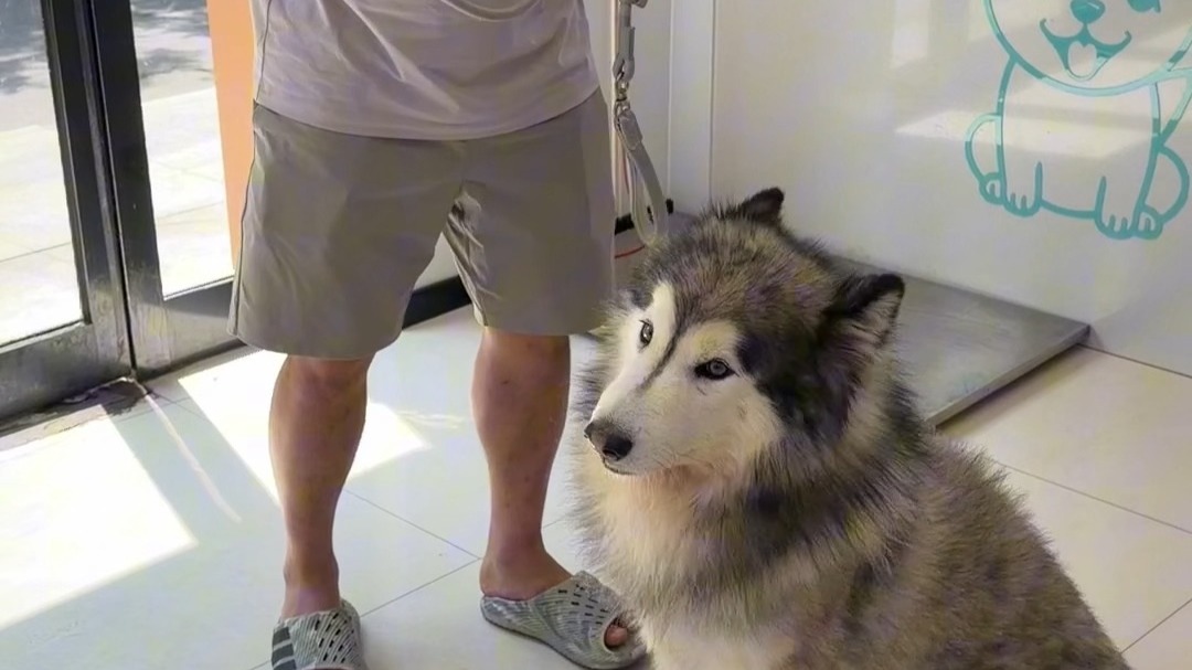 你敢想象吗，这是曾经换过7个主人，咬过几十人的恶犬