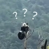 熊 猫 迷 惑 行 为 大 赏