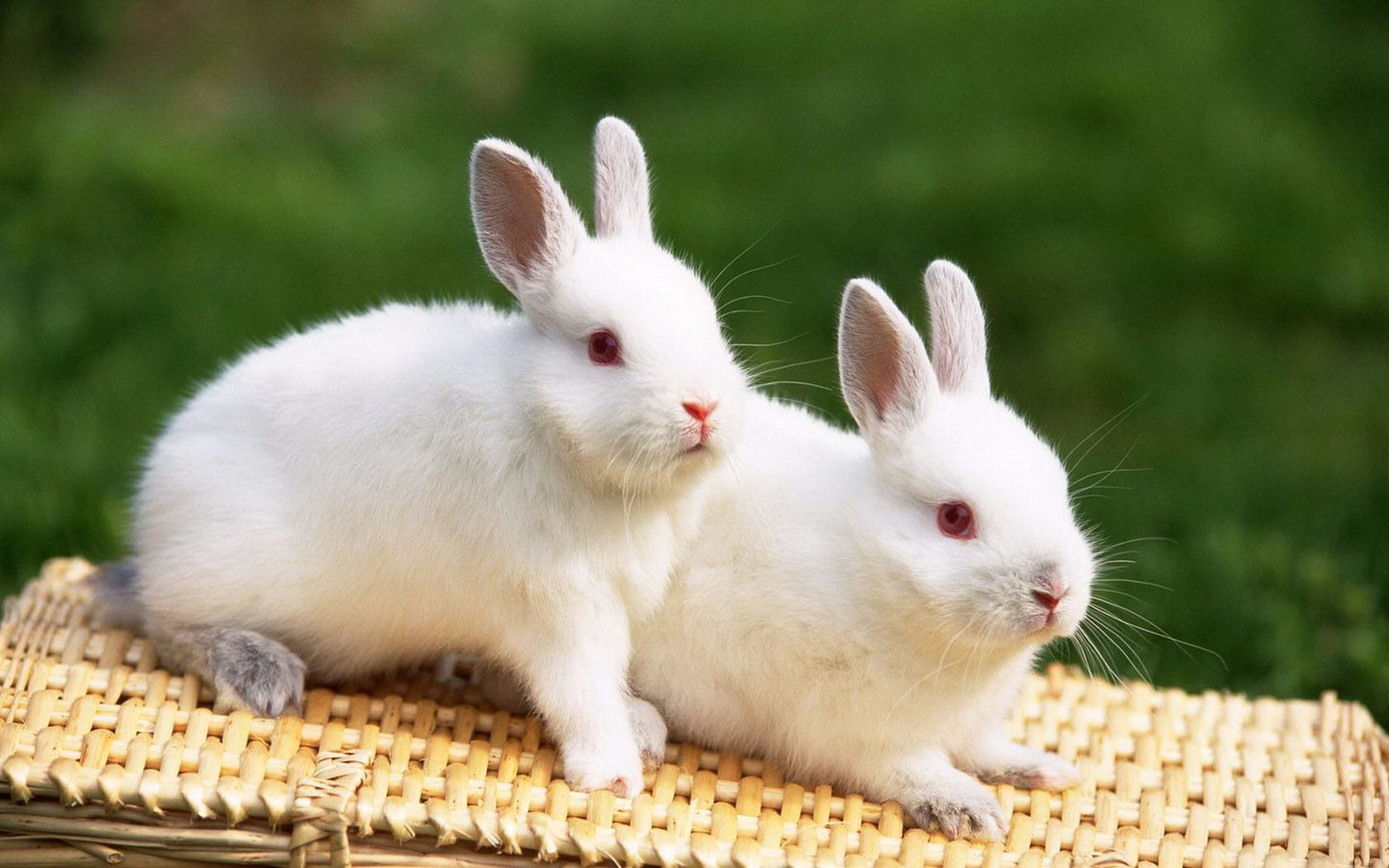 【发兔冷知识】兔子尖叫的声音和这种动物的声音一样!