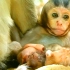 母猴穿着防弹背心去打群架，结果小猴被打成重伤......(01)