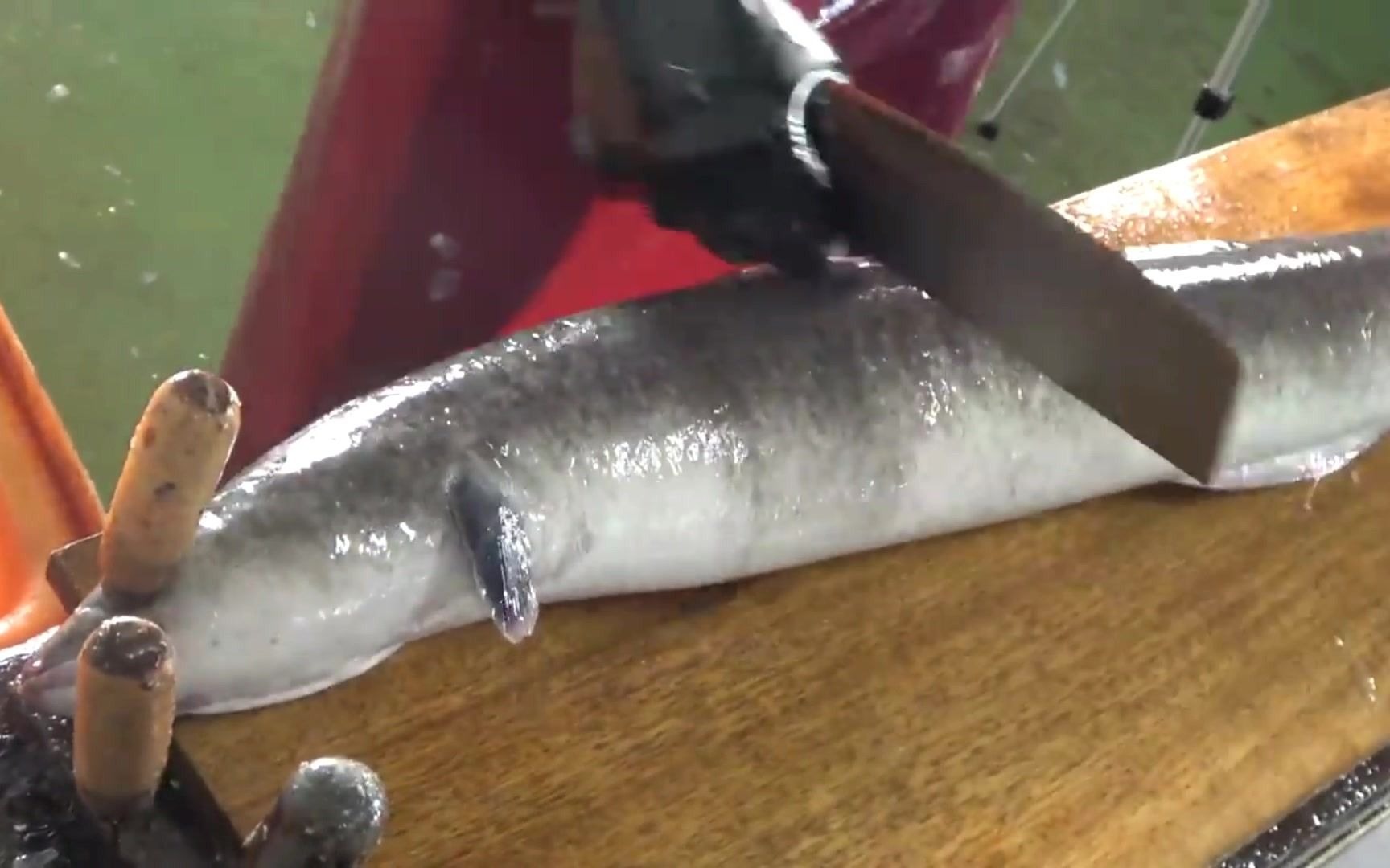 切割一条鲜活的大鳗鱼